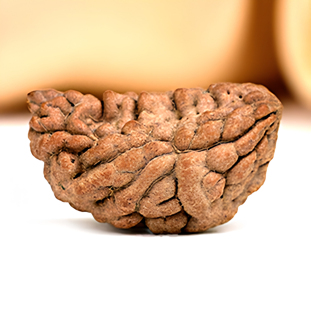 1 Mukhi Rudraksha - Lord Shiva