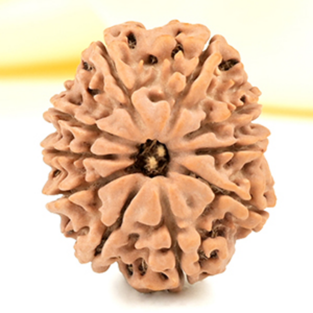 10 Mukhi Rudraksha - Lord Vishnu