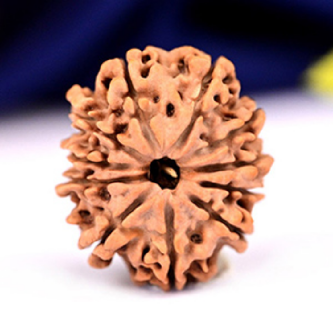 11 Mukhi Rudraksha - Lord Hanuman