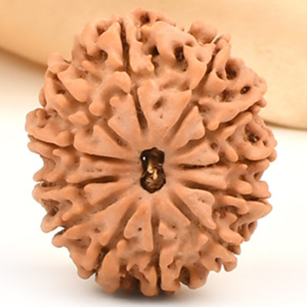12 Mukhi Rudraksha - Lord Surya