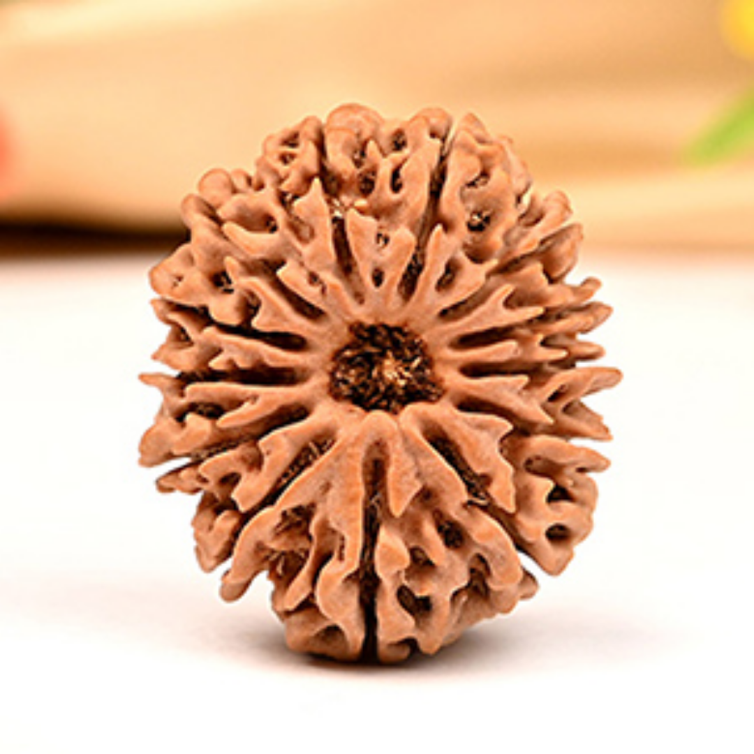 13 Mukhi Rudraksha - Lord Kamdev