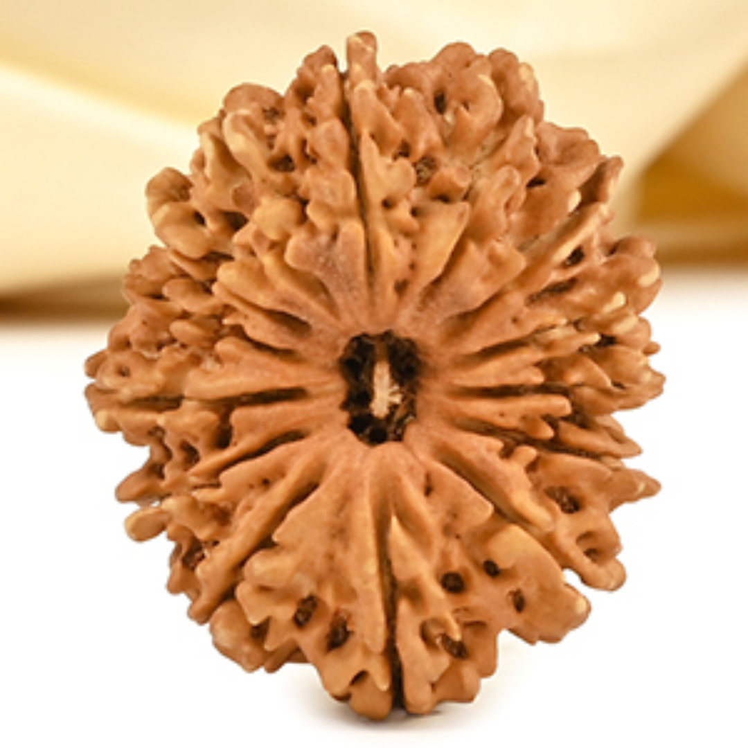 14 Mukhi Rudraksha - Lord Hanuman (Devraaj)