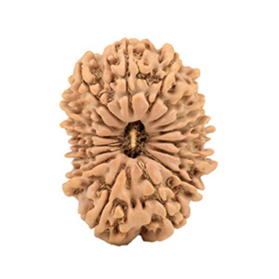 16 Mukhi Rudraksha - Lord Ganesha (Vijaya)
