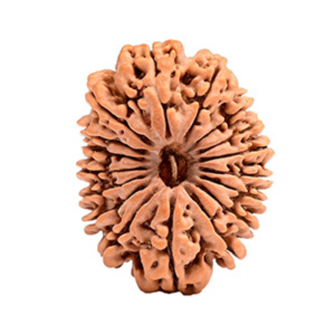 17 Mukhi Rudraksha - Lord Vishwakarma