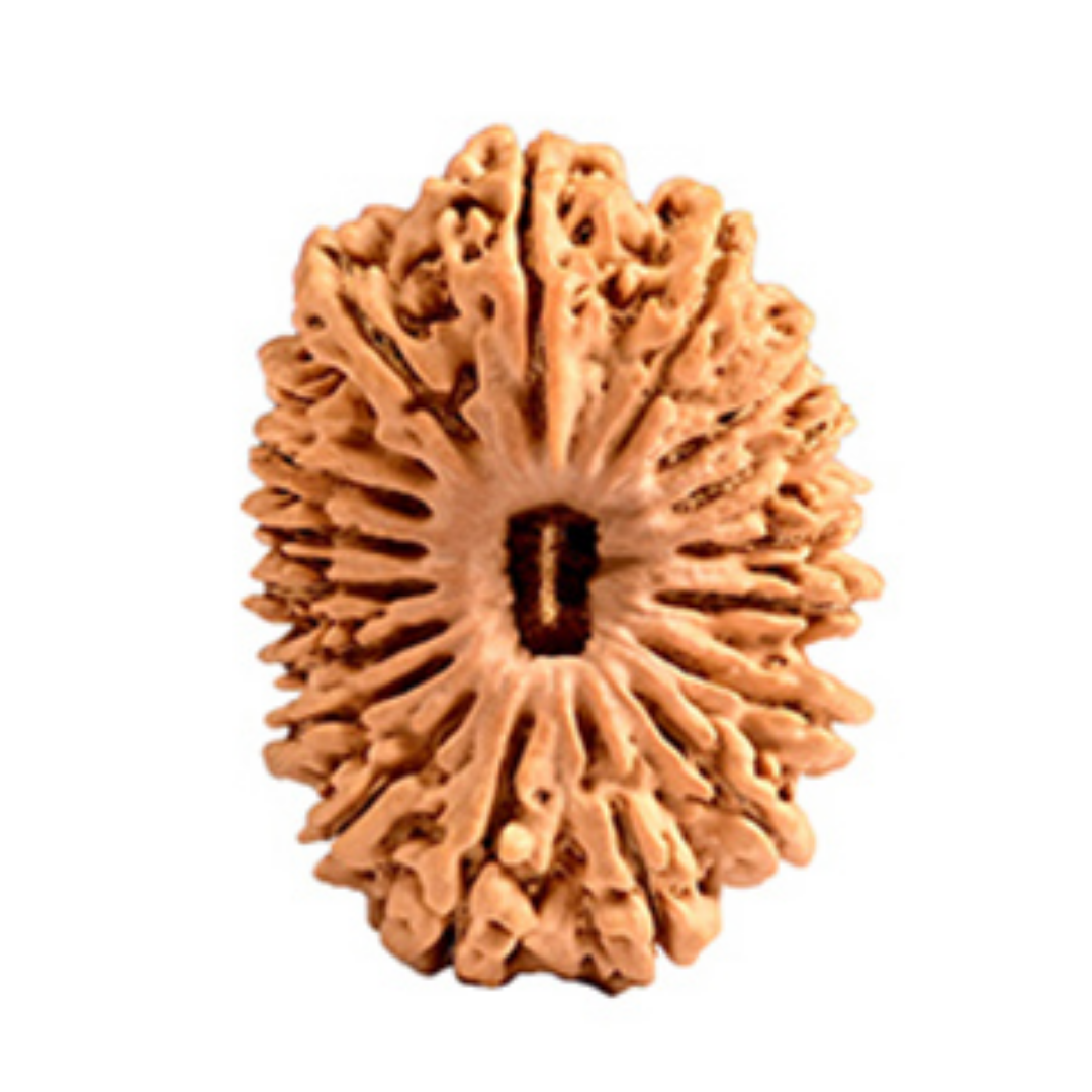 18 Mukhi Rudraksha - Mother Earth (Bhudevi)