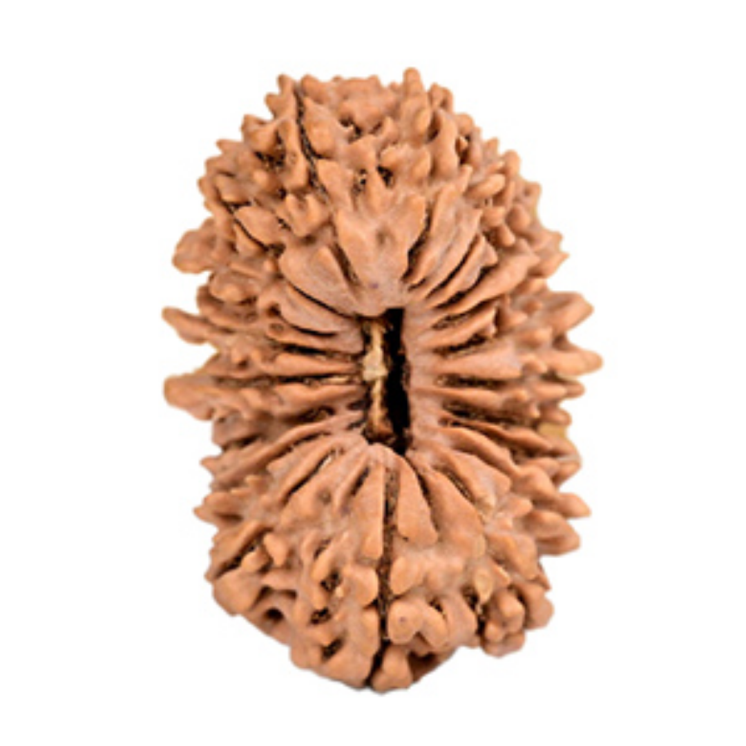 19 Mukhi Rudraksha - Lord Narayana