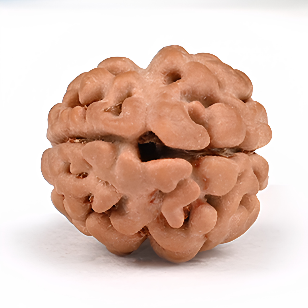 2 Mukhi Rudraksha - Ardhanarishwara