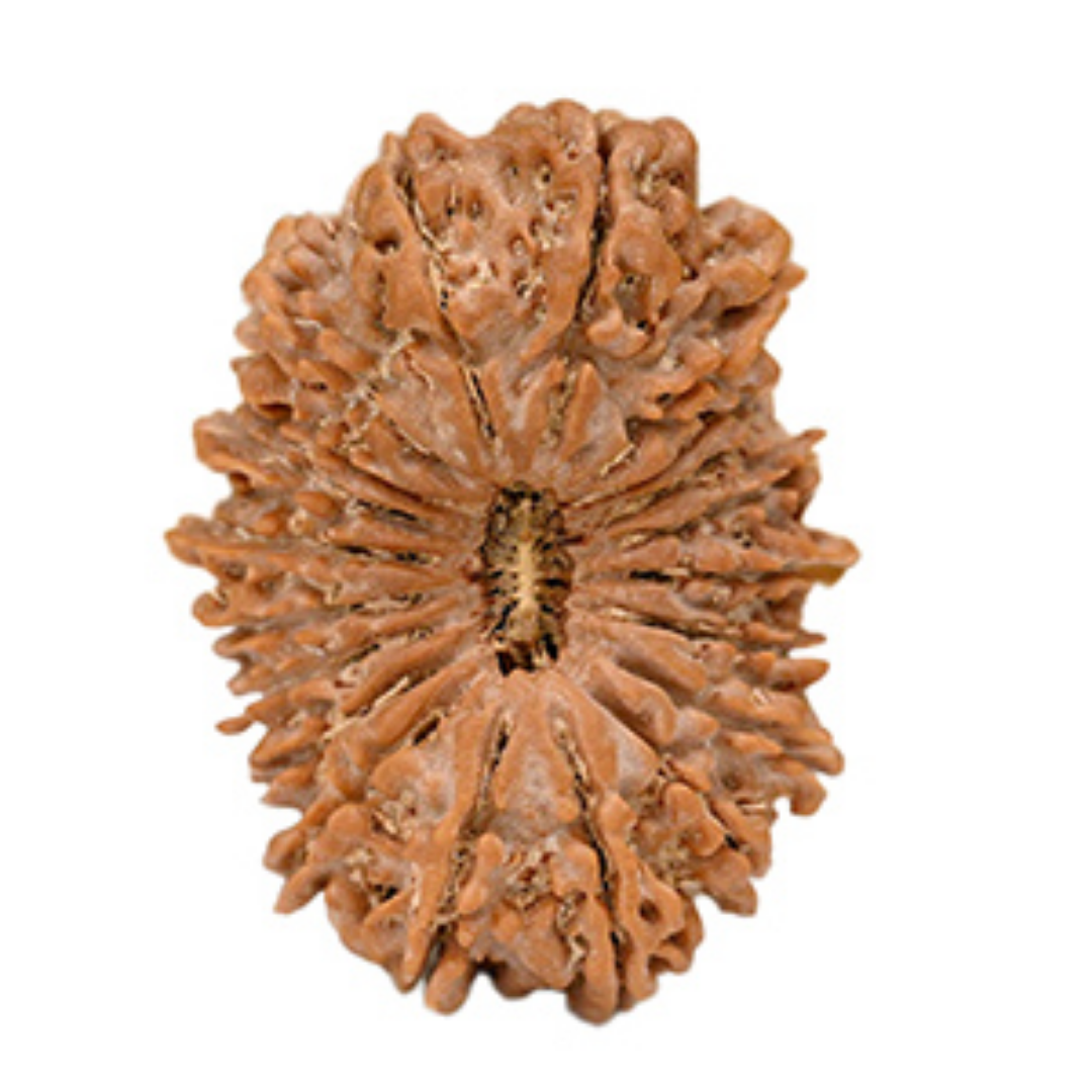 20 Mukhi Rudraksha - Lord Brahma (Supreme)