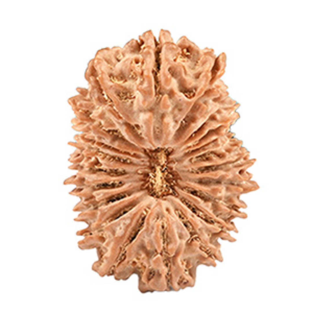 21 Mukhi Rudraksha - Kubera Dev