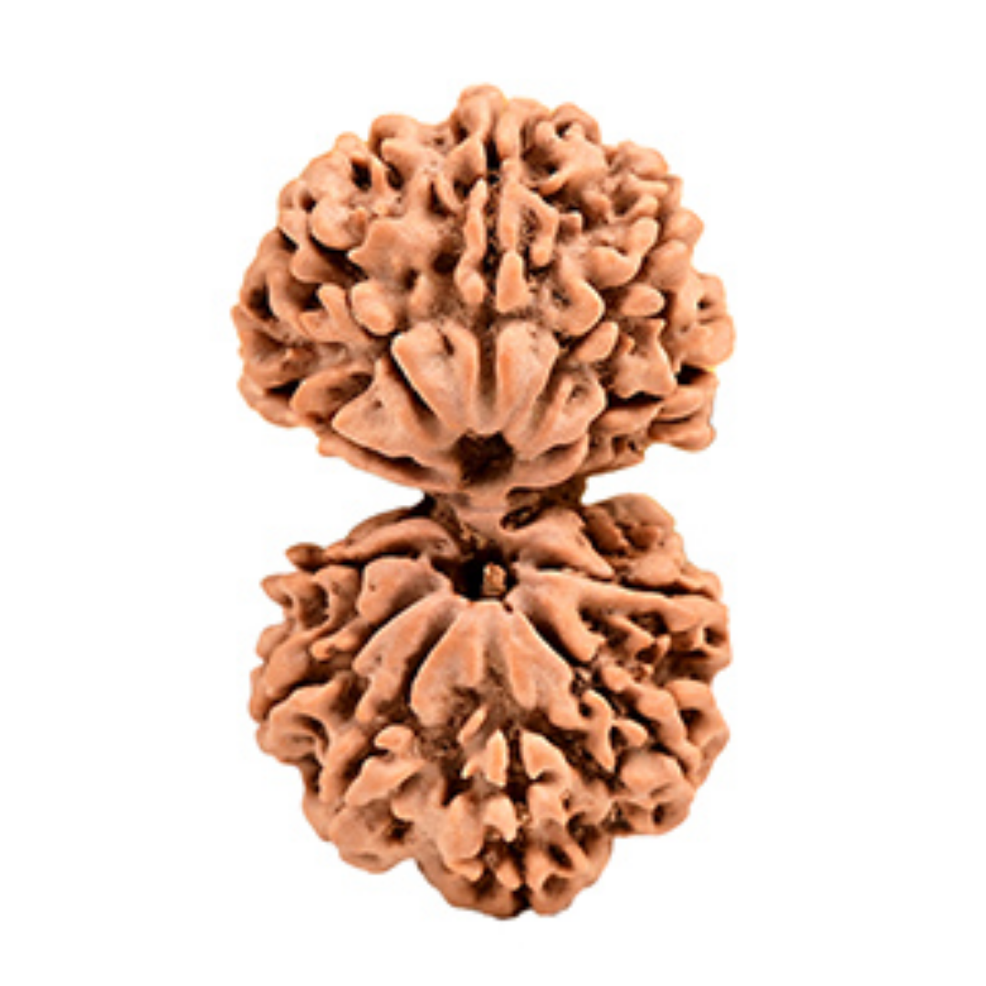 Gauri Shankar Rudraksha