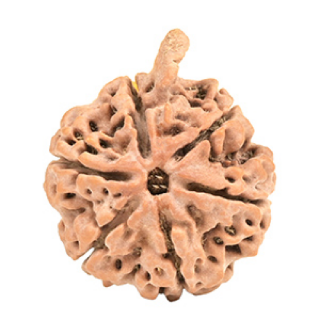 Ganesh Rudraksha