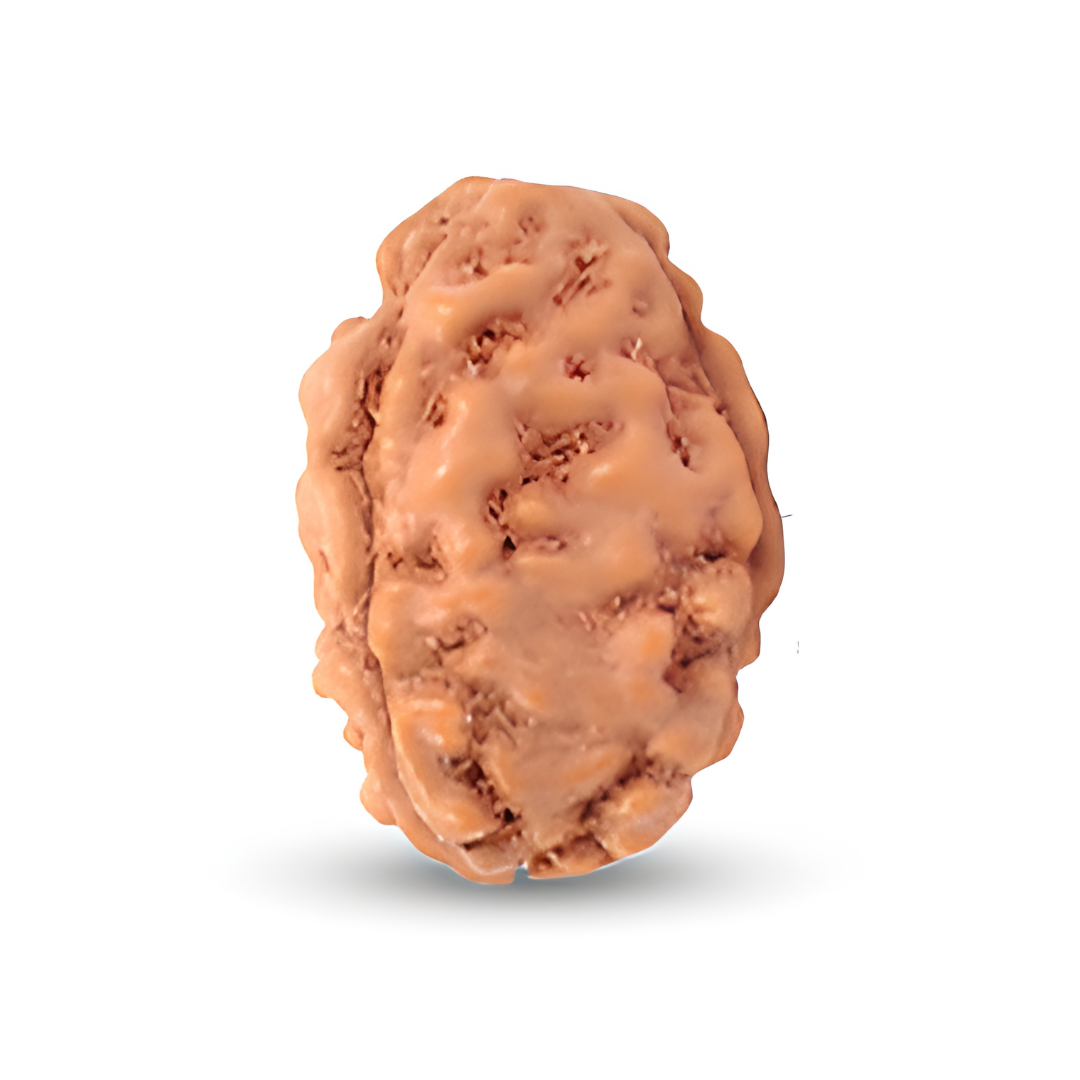 3 Mukhi Rudraksha - Agni Dev
