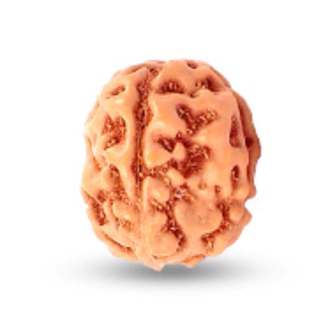 4 Mukhi Rudraksha - Lord Brahma