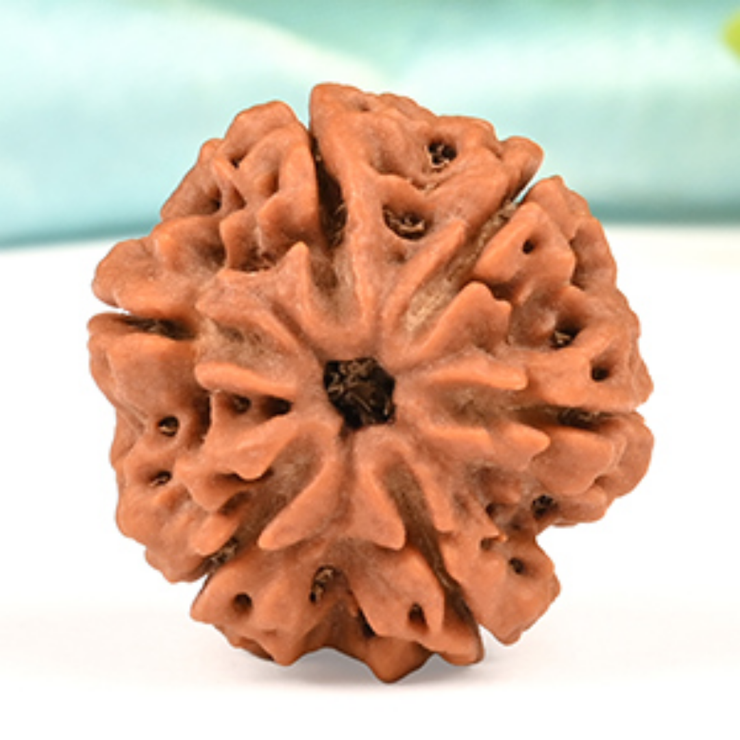 6 Mukhi Rudraksha - Lord Kartikeya
