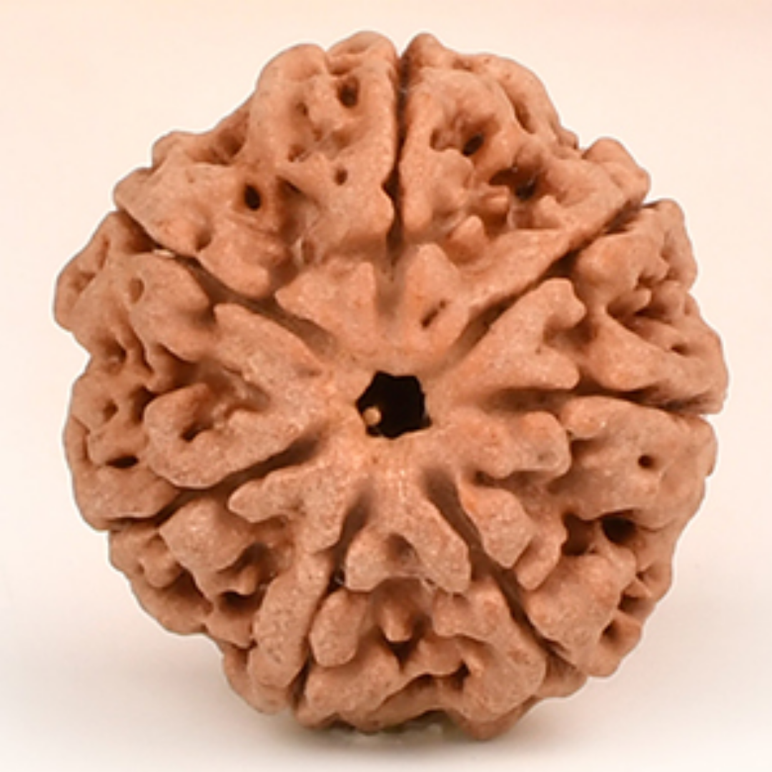7 Mukhi Rudraksha - Goddess Mahalakshmi