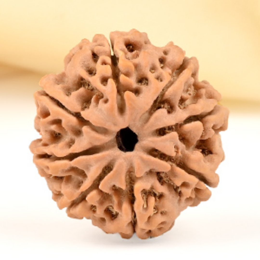 8 Mukhi Rudraksha - Lord Ganesha