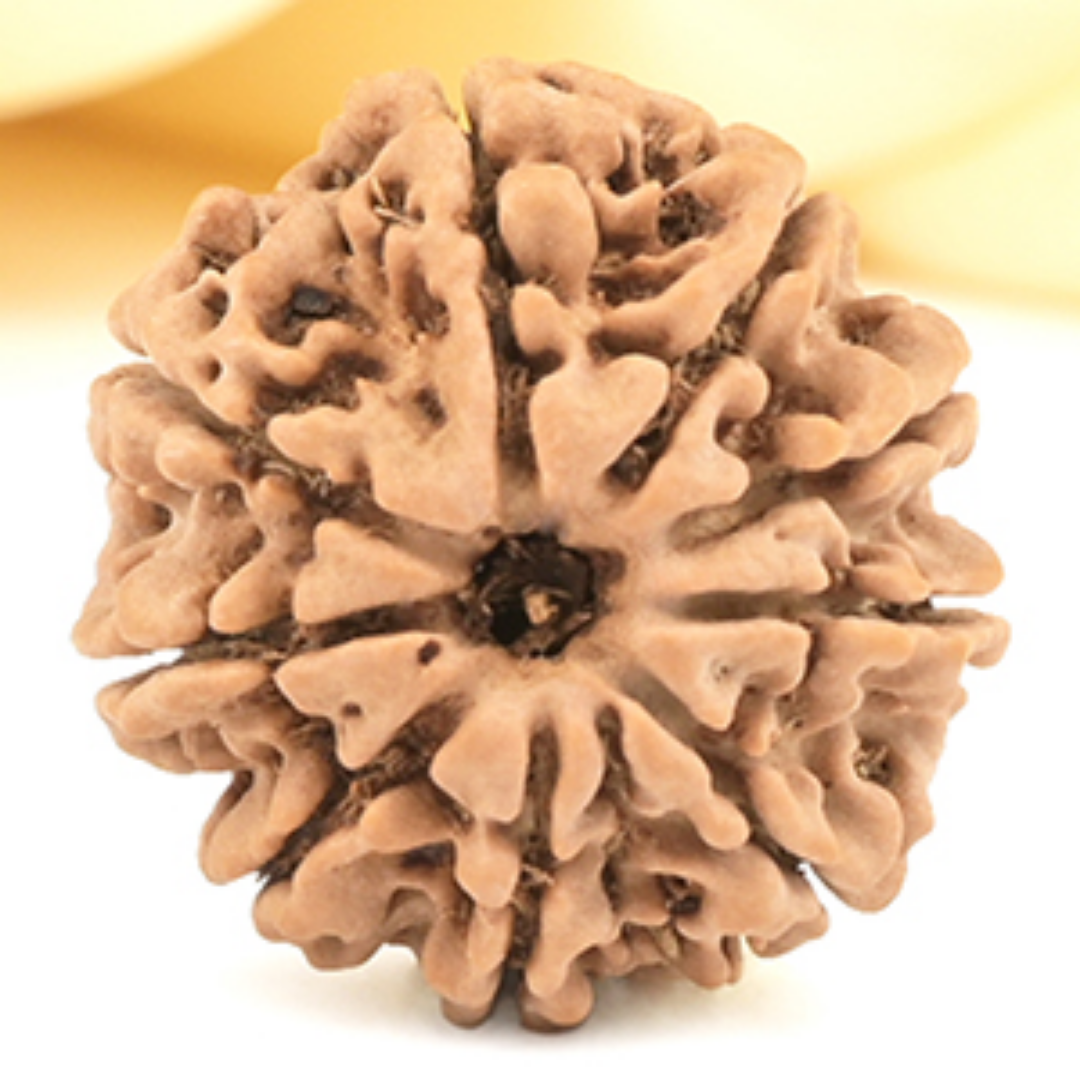 9 Mukhi Rudraksha - Goddess Durga